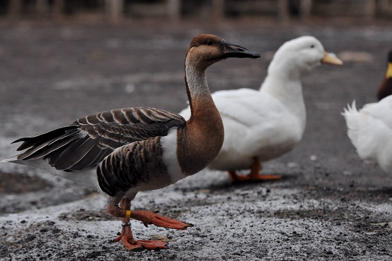 水辺の鳥 アカツクシガモ他_f0053272_1449784.jpg