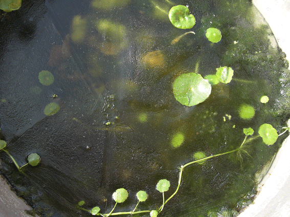 c0095679_1235573.gif