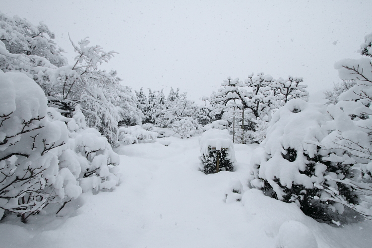 雪の実光院_e0051888_2152242.jpg
