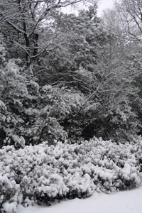 雪の日_b0142989_19391271.jpg