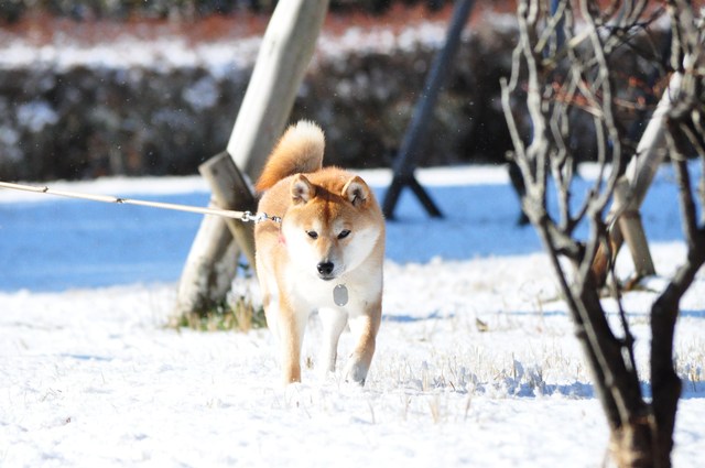 雪のペンキ屋さん_a0126590_22495963.jpg