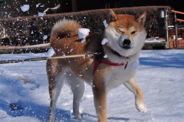 雪のペンキ屋さん_a0126590_2254750.jpg