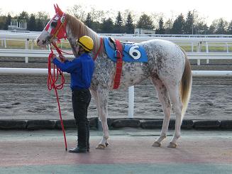 門別競馬場の写真いろいろ(2008年当時）_a0161290_22523328.jpg