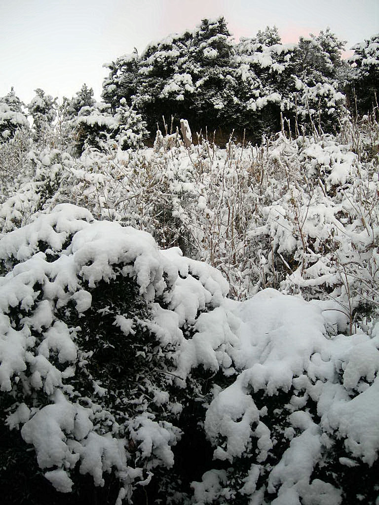 ひゃ～大雪!!_c0220700_8343821.jpg