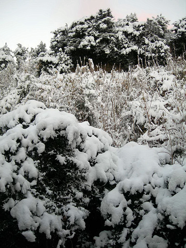 c0220700_8343821.jpg