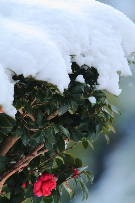 昨日も今日も雪_e0174008_11501859.jpg