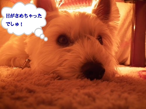 コタツとみかん♪_a0161111_1411670.jpg