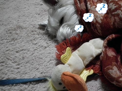 コタツとみかん♪_a0161111_14171311.jpg
