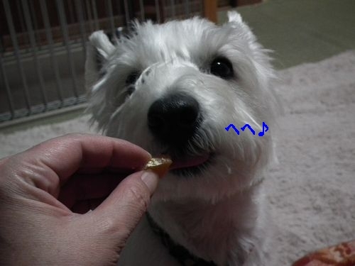コタツとみかん♪_a0161111_14244039.jpg