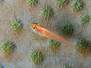 クローズアップレンズの獲物_c0211615_1923227.jpg