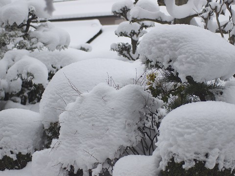 雪!_c0077531_22133853.jpg