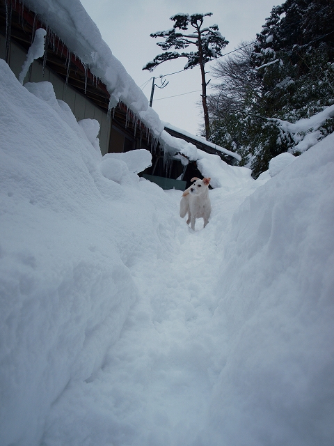 山形は大雪_b0135432_262723.jpg