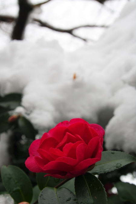 雪の日泰寺_d0145934_1343397.jpg