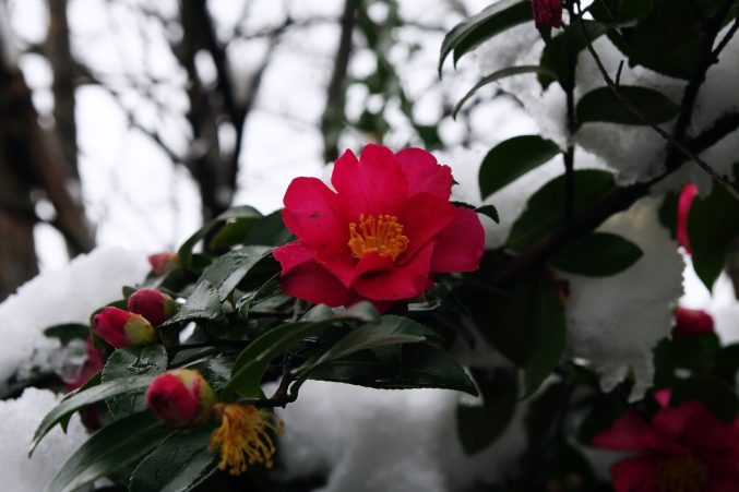 雪の日泰寺_d0145934_134555.jpg