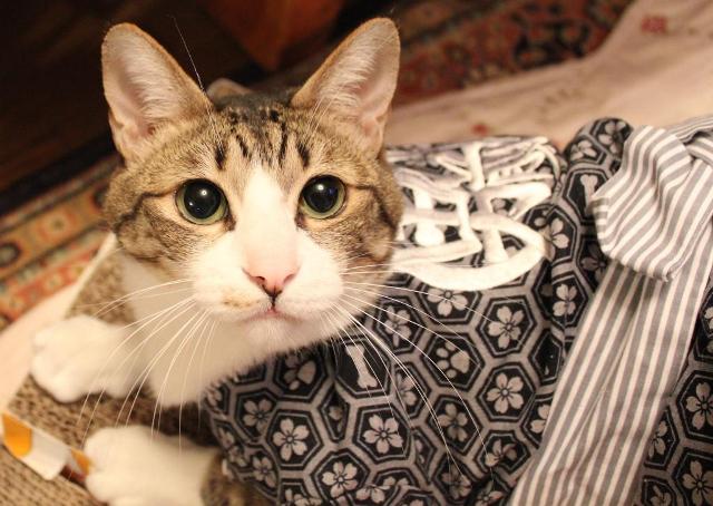 よっ男前猫 ぽー編。_a0143140_23204846.jpg