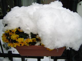 a0081957_913330.jpg