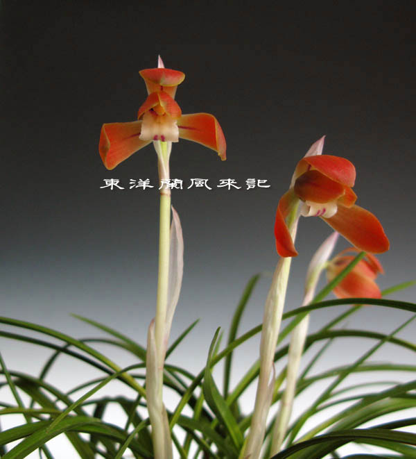 日本春蘭「紅貴2号」 No.382 : 風来記 東洋蘭風来記 春蘭 中国春蘭