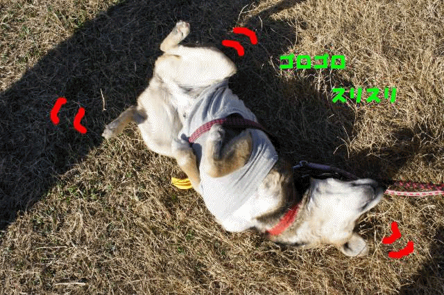 f0225871_103460.gif