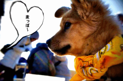 f0225871_1185319.gif