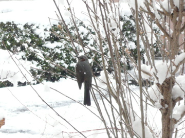 あちこち雪！名古屋も雪！_b0141878_10282735.jpg