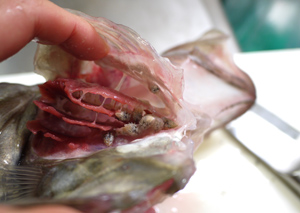 的鯛 馬頭鯛 マトウダイ 魚食の日々 Web Sakagawa Ikuko