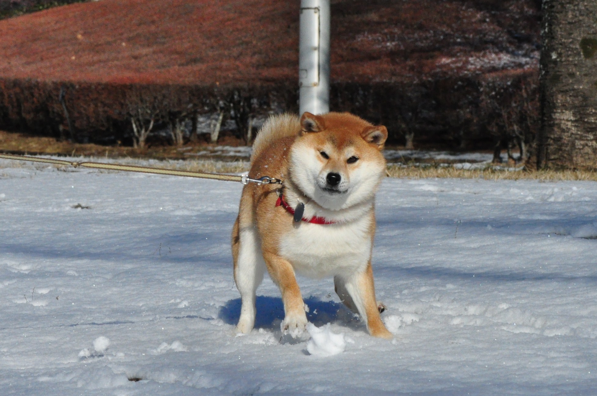 雪のペンキ屋さん_a0126590_032074.jpg