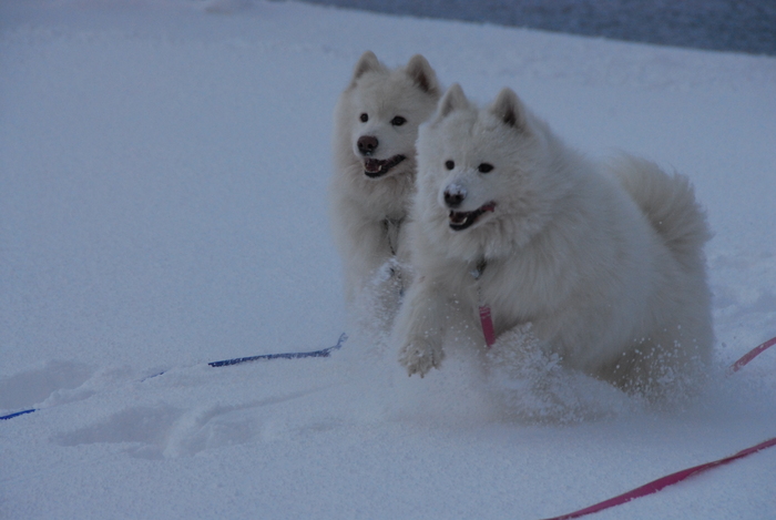 雪三昧♪　part2_a0049296_20142556.jpg