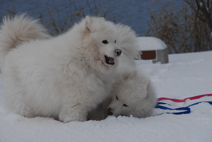 雪三昧♪　part2_a0049296_20144618.jpg