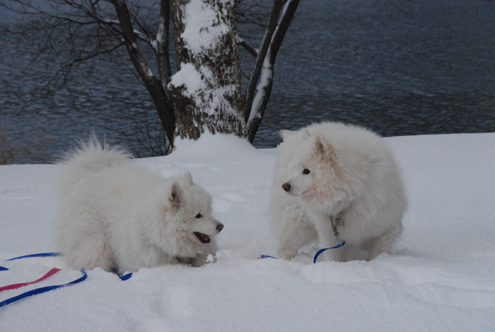 雪三昧♪　part2_a0049296_20152142.jpg