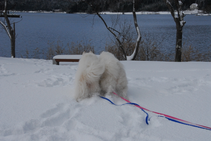 雪三昧♪　part2_a0049296_20153566.jpg