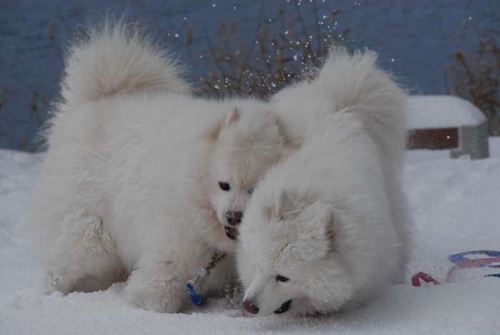 雪三昧♪　part2_a0049296_2015428.jpg