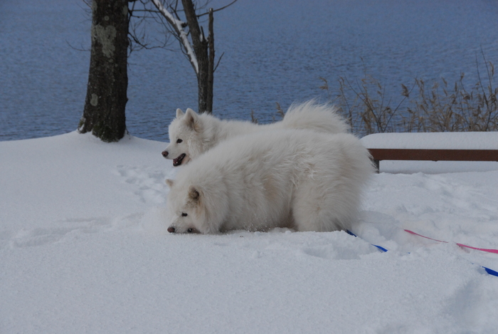 雪三昧♪　part2_a0049296_20155093.jpg