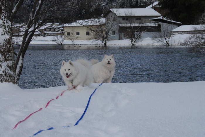 雪三昧♪　part2_a0049296_20162262.jpg