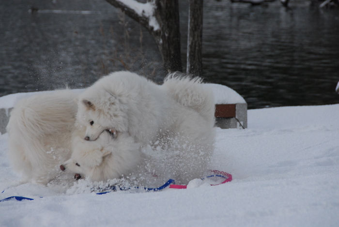 雪三昧♪　part2_a0049296_20163849.jpg
