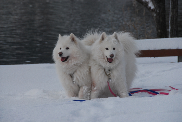 雪三昧♪　part2_a0049296_20165999.jpg