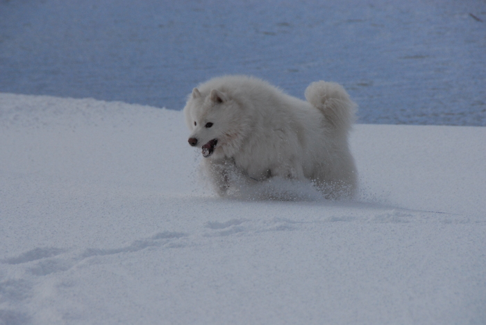 雪三昧♪　part2_a0049296_2018321.jpg