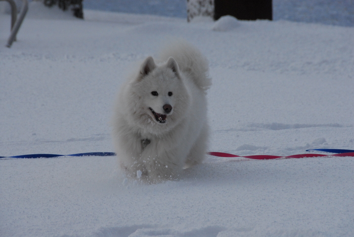 雪三昧♪　part2_a0049296_20193386.jpg