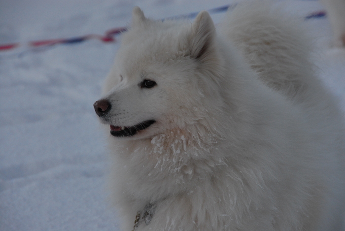 雪三昧♪　part2_a0049296_20195556.jpg