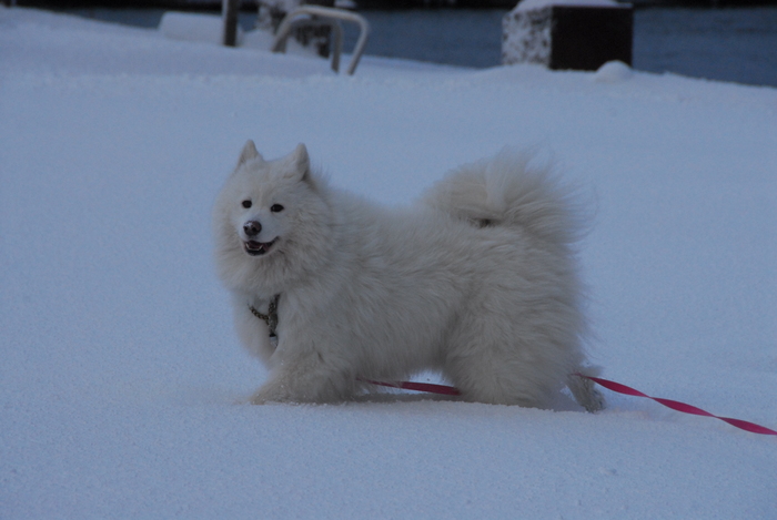 雪三昧♪　part2_a0049296_2019938.jpg