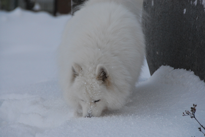 雪三昧♪　part2_a0049296_20201426.jpg