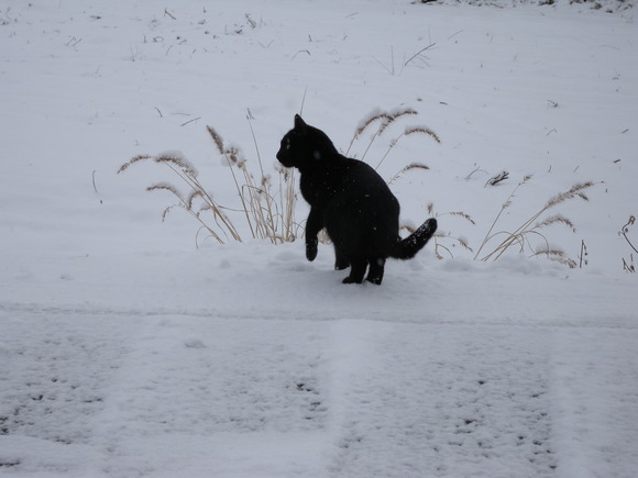 雪降り黒猫 : スズキヨシカズ幻燈画室