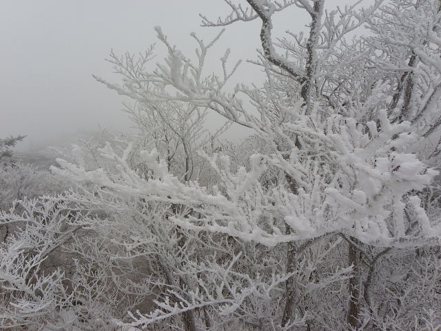 霧氷の金剛山_a0037019_6553946.jpg