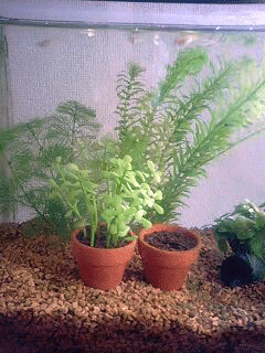 d0048332_1974047.gif