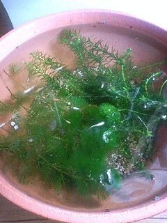 d0048332_1975087.gif