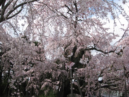 京都、醍醐寺の桜_f0234936_9235475.jpg
