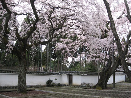 京都、醍醐寺の桜_f0234936_9254561.jpg