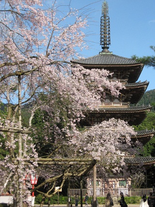 京都、醍醐寺の桜_f0234936_9284712.jpg
