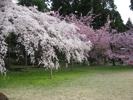 京都、醍醐寺の桜_f0234936_929256.jpg