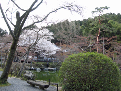 京都、醍醐寺の桜_f0234936_930320.jpg