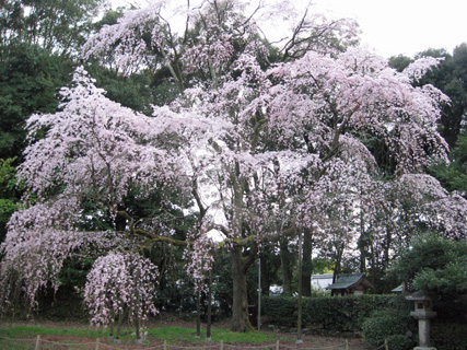 京都、醍醐寺の桜_f0234936_9322880.jpg